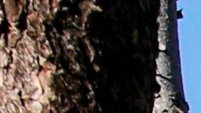 El Departamento de Policía de Anaheim trabaja en una escena del crimen.