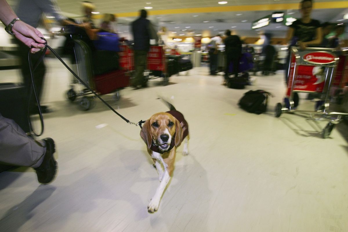 Los perros ya son utilizados en los aeropuertos para detectar productos agrícolas y drogas.