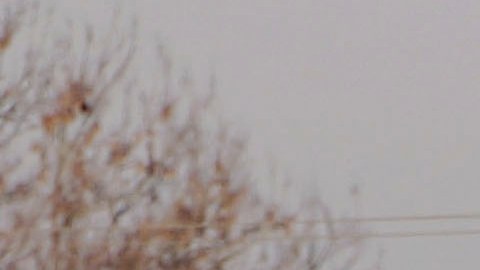 Imagen ilustrativa de una criadero de aves.