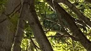 Madres, padres y estudiantes sienten que el LAUSD viola sus derechos a recibir una adecuada educación.