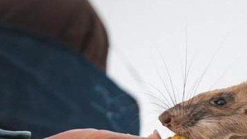 Esta rata es capaz de detectar minas antipersona.