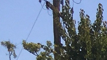 CDS ofrece servicio gratuito de envío de comparas a los más necesitados. (Suministrada)