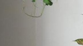 Odilia Romero y su hija Janet Martínez trabajan en conjunto para la organización Cielo