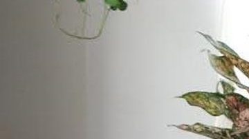 Odilia Romero y su hija Janet Martínez trabajan en conjunto para la organización Cielo