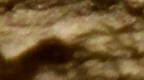 Los investigadores descubren una guarida de gatitos  en las Montañas de Santa Monica.