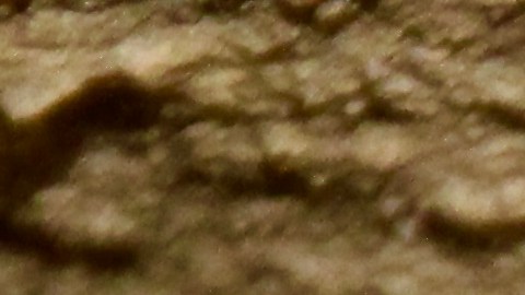 Los investigadores descubren una guarida de gatitos  en las Montañas de Santa Monica.