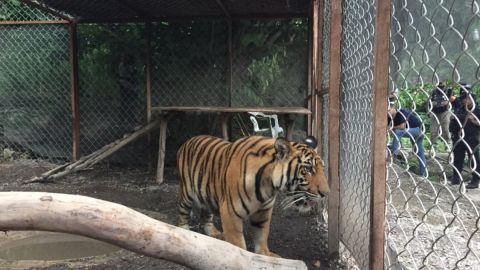 Tigre de narco Familia Michoacana