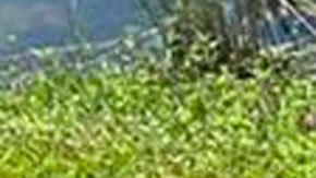 La mujer estaba haciendo sus trabajos de jardinería cerca de un lago.