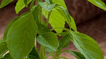 Aceite de orégano.