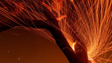 -FOTODELDIA- LOS ÁNGELES (ESTADOS UNIDOS), 19/09/2020.- El viento sopla brasas de un árbol Joshua muerto por el fuego, a medida que crece el incendio llamado Bobcat, fuera de control, en su frente norte cerca de Wrightwood, California, EE. UU., 19 de septiembre de 2020. EFE/David Mcnew
