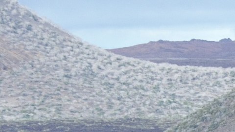 Las Islas Galápagos están especialmente protegidas.