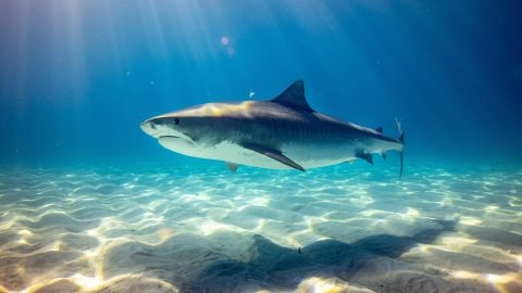 Tiburón cerca de una costa.