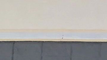 Walmart es el mayor empleador privado de Estados Unidos con más de 1.3 millones de empleados.