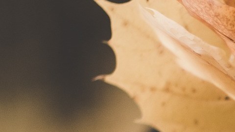 El otoño llega con una energía especial.