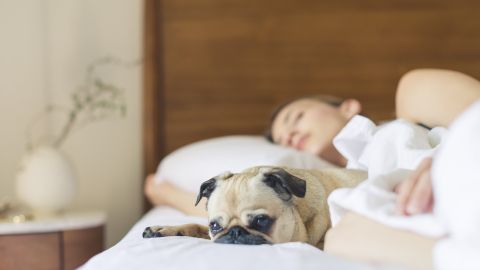 Soñar con perros es muy común en las personas.