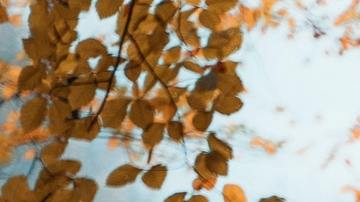 El otoño afecta diferente a cada signo zodiacal.
