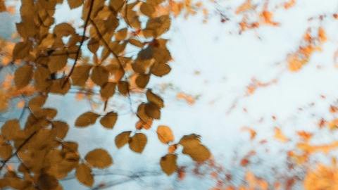 El otoño afecta diferente a cada signo zodiacal.