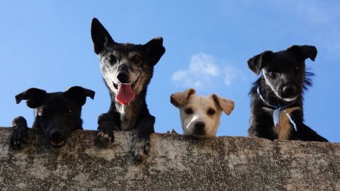 Los perros quisieron darle el último adiós a quien tanto los quiso.