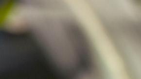 El año pasado México compró cerca de $10 mil millones en maíz blanco y amarillo a Estados Unidos.