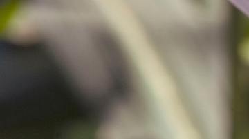 El año pasado México compró cerca de $10 mil millones en maíz blanco y amarillo a Estados Unidos.