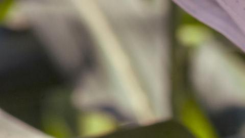 El año pasado México compró cerca de $10 mil millones en maíz blanco y amarillo a Estados Unidos.
