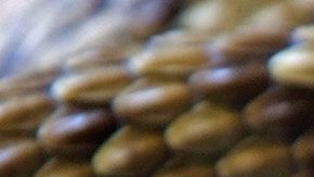 La pitón se había engullido algo enorme.