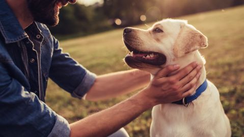 perro mascota
