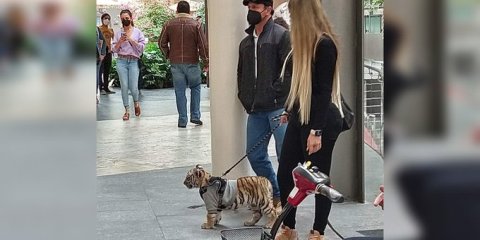 Mujer pasea con un cachcorro de tigre de bengala.