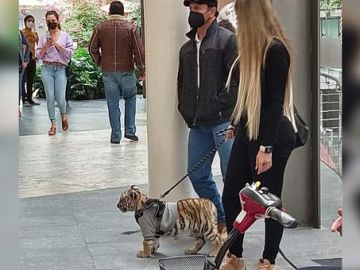 Mujer pasea con un cachcorro de tigre de bengala.