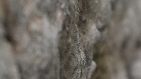 rata