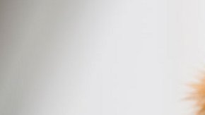 Los perros utilizan cerca del 40% de su cerebro para procesar lo que olfatean.