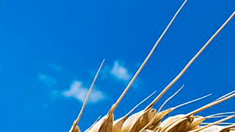 _114829038_cabada (1)