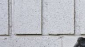 El animal que es el mejor amigo del hombre también fue el primer animal domesticado.