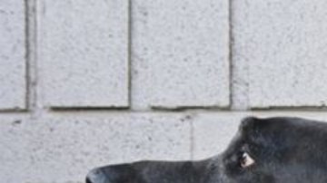 El animal que es el mejor amigo del hombre también fue el primer animal domesticado.