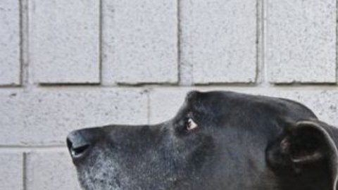 El animal que es el mejor amigo del hombre también fue el primer animal domesticado.