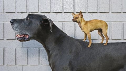 El animal que es el mejor amigo del hombre también fue el primer animal domesticado.