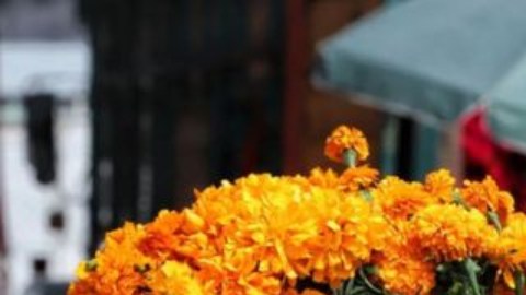 La flor de cempasúchil no puede faltar en las ofrendas y altares mexicanos en el Día de Muertos.