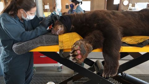 Un oso negro encontrado en el North Complex Fire recibe tratamiento en sus patas quemadas.
