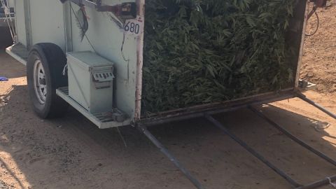 Los hombres llevaban abiertamente 780 libras de marihuana en el remolque.