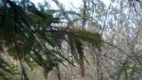 Los restos humanos se encontraron en varias fosas clandestinas en Salvatierra, Guanajuato.