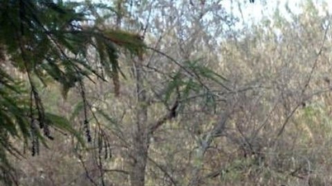 Los restos humanos se encontraron en varias fosas clandestinas en Salvatierra, Guanajuato.