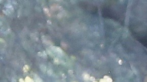 Foto: Descanso Gardens