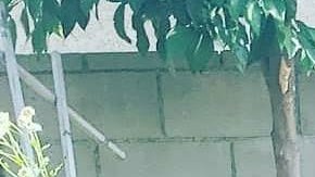 Angélica Dueñas es candidata para el distrito 29 de California.