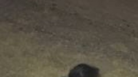 La Patrulla Fronteriza detuvo a varios niños que cruzaron solos la frontera.