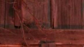 El diseñador Eruvey Tapia  y sus catrinas con mascarilla contra COVID-19. (Cortesía Fernando de la Cruz/Eruvey Tapia)