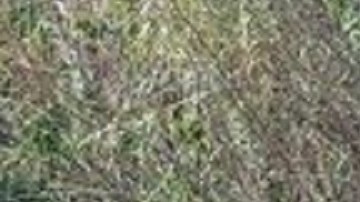 FOTOS: Así es el cementerio de víctimas de guerra entre el CJNG y huachicoleros