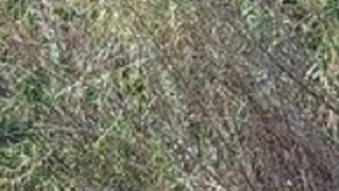 FOTOS: Así es el cementerio de víctimas de guerra entre el CJNG y huachicoleros