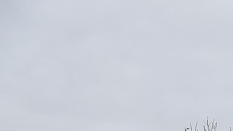 La campaña de Joe Biden usa estos autobuses en sus recorridos.