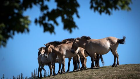 El Przewalski es la tercera especie que logran clonar con éxito los expertos del San Diego Zoo Global.