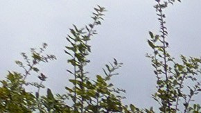 Los cines Regal en Kendall también han echado el cierre y, por el momento, no se vislumbra una reapertura cercana debido a la situación con el coronavirus.